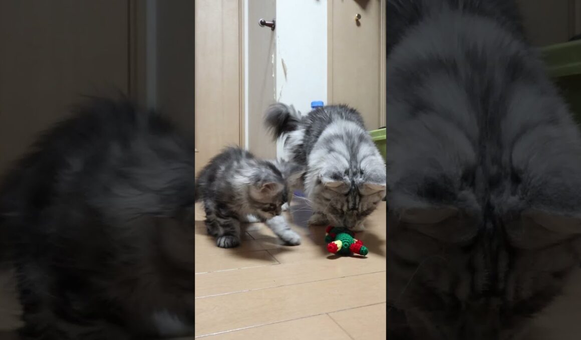 縫いぐるみに夢中なメインクーン親子