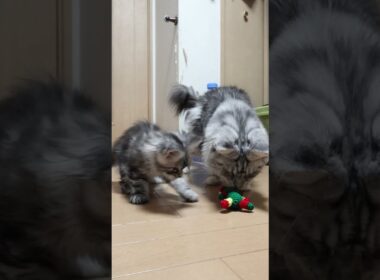 縫いぐるみに夢中なメインクーン親子