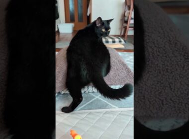 やめてよ〜って気持ちがこもった「むぅ～ん」