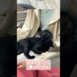 おひざ大好き黒猫ボンベイ　#cat #ねこ #ねこのいる暮らし #ねこのいる生活 #ねこ動画 #猫 #猫好きさんと繋がりたい #甘えん坊 #かわいい #癒やし