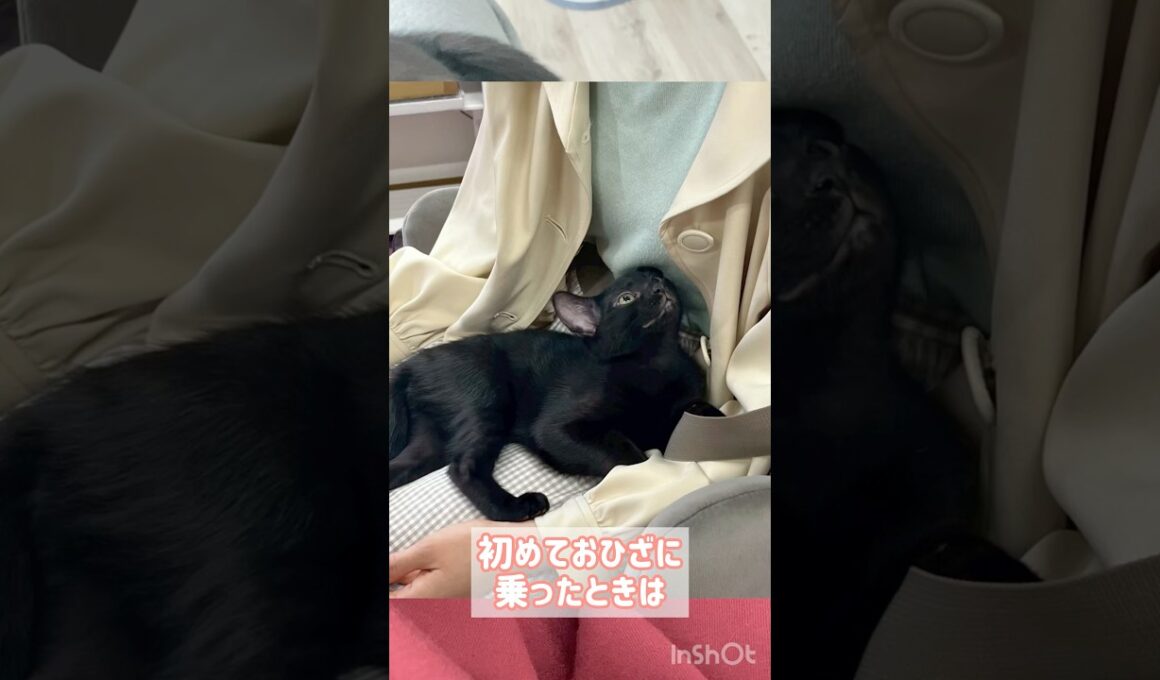 おひざ大好き黒猫ボンベイ　#cat #ねこ #ねこのいる暮らし #ねこのいる生活 #ねこ動画 #猫 #猫好きさんと繋がりたい #甘えん坊 #かわいい #癒やし