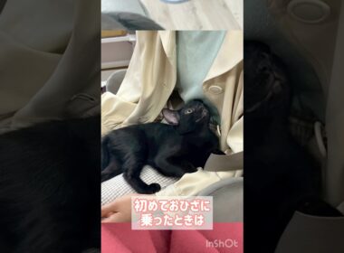 おひざ大好き黒猫ボンベイ　#cat #ねこ #ねこのいる暮らし #ねこのいる生活 #ねこ動画 #猫 #猫好きさんと繋がりたい #甘えん坊 #かわいい #癒やし