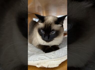 可愛いシャム猫のふくさん【たぬき猫】 #cat #しゃむねこ #猫のいる暮らし #猫好きさんと繋がりたい #ねこ #cute