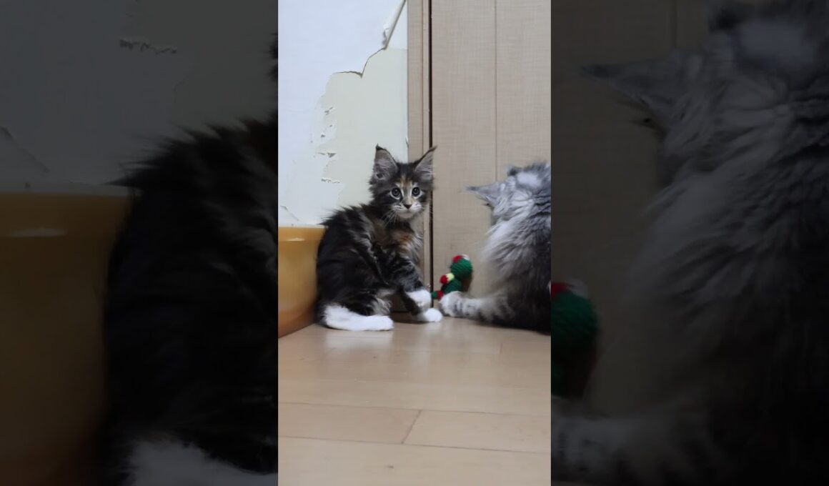 縫いぐるみに夢中なメインクーン親子