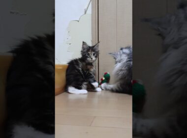 縫いぐるみに夢中なメインクーン親子