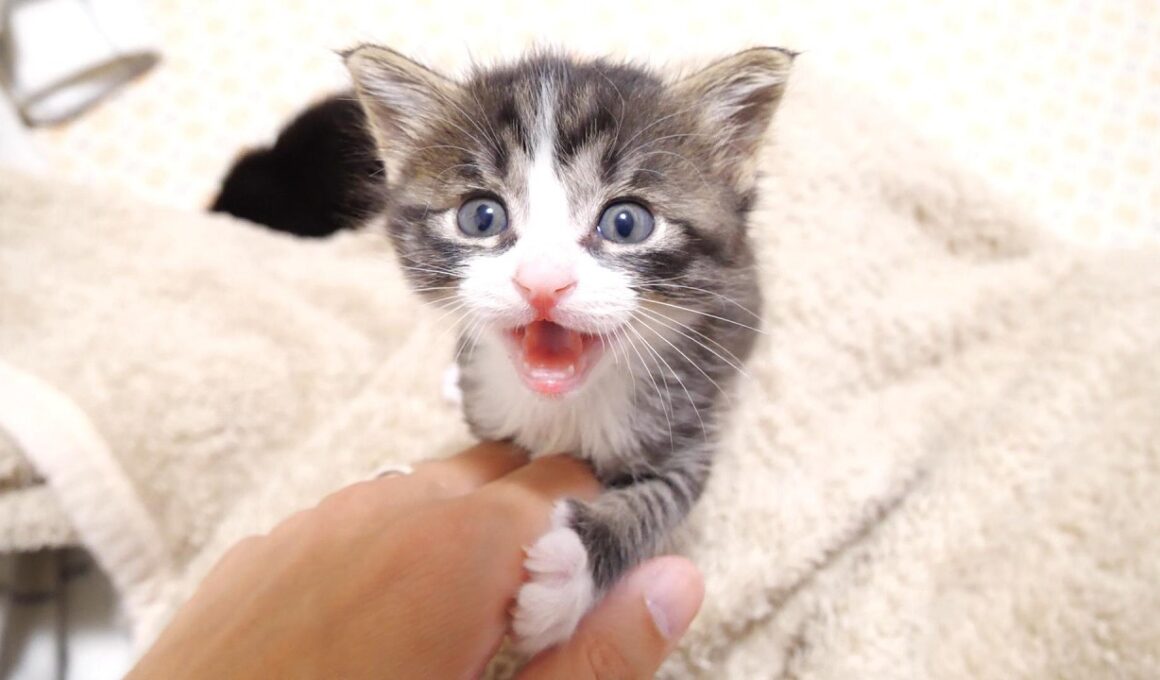 お皿が空ですよとお知らせしに来た赤ちゃん子猫がいつの間にか遊び疲れて寝てしまう？【赤ちゃん猫　保護猫】