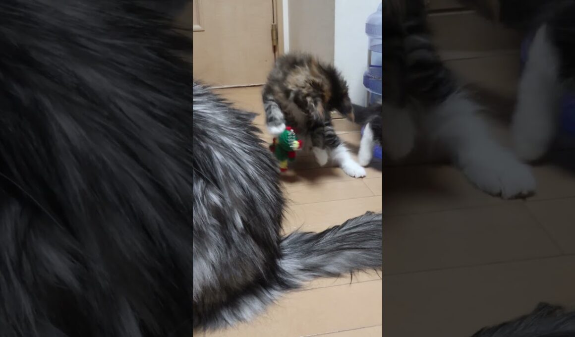 縫いぐるみに夢中なメインクーン親子