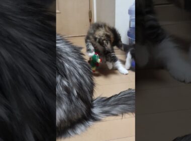 縫いぐるみに夢中なメインクーン親子