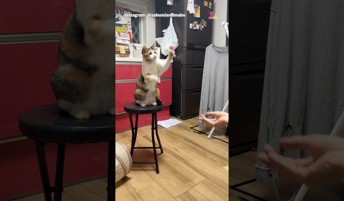 猫のキャッチボール、気まぐれすぎ