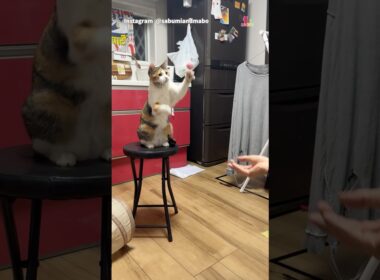 猫のキャッチボール、気まぐれすぎ