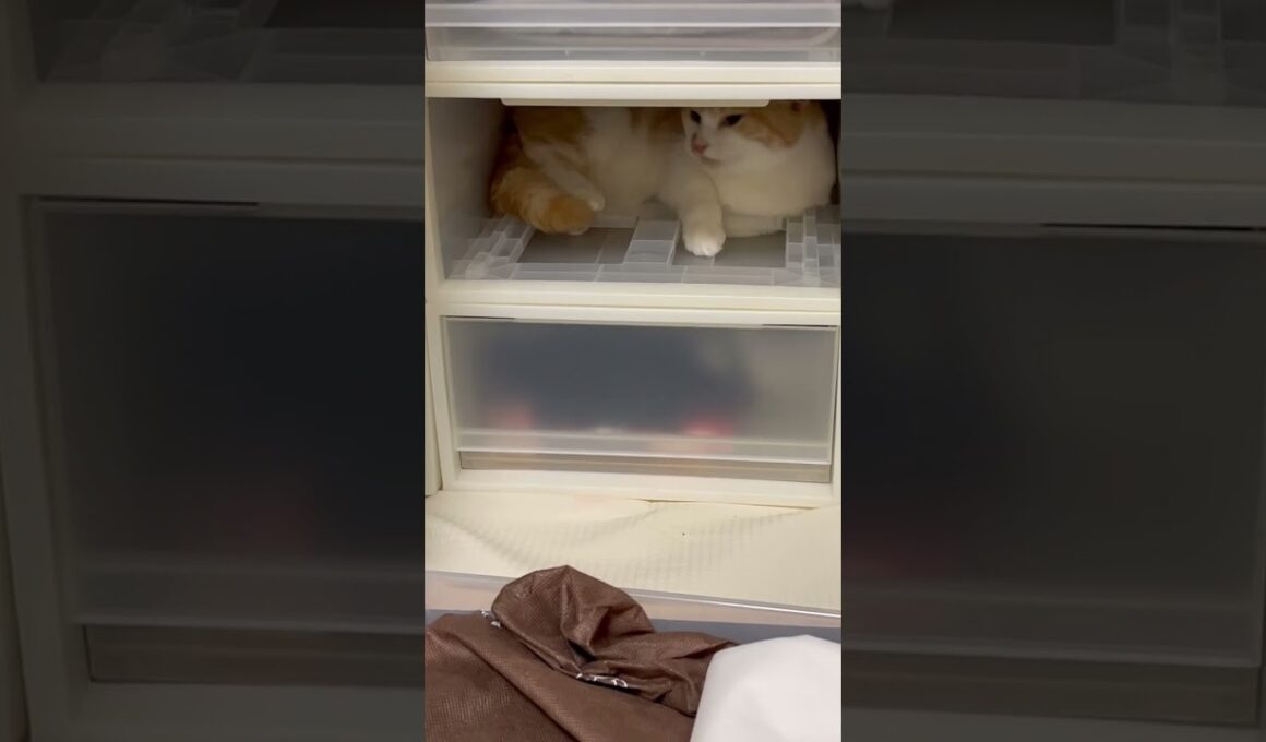 片付け中ですよ　子猫マンチカンまんじろう