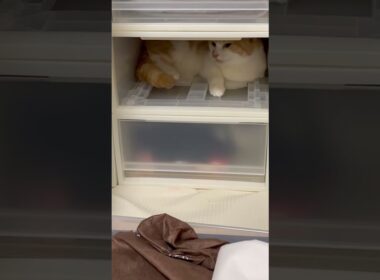 片付け中ですよ　子猫マンチカンまんじろう