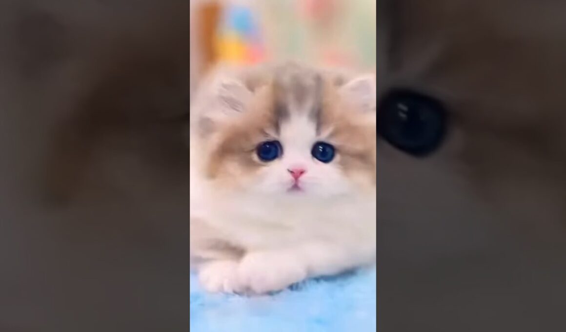 タイトル：かわいいこねこちゃんまとめました  #shorts #猫 #子猫 #cat  #kitten  #猫のいる暮らし #好きな子猫