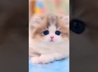 タイトル：かわいいこねこちゃんまとめました  #shorts #猫 #子猫 #cat  #kitten  #猫のいる暮らし #好きな子猫