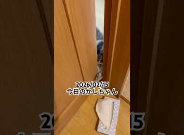 2026/02/15今日のかしちゃん #猫 #ペルシャ #カシス #cat #猫のいる暮らし