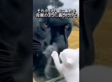落ちて来た子猫を助ける黒豹(AI映像)#shorts #kitten#leopard#rescue #respect #子猫#救助
