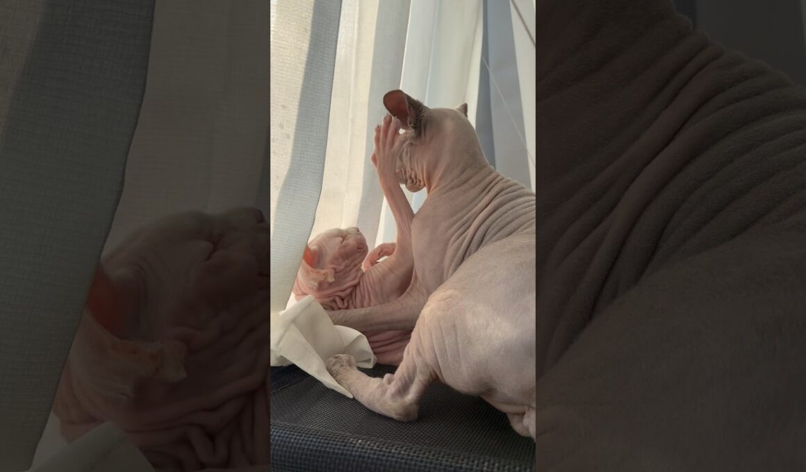 ツンデレ猫アレクサンドラ【スフィンクス】