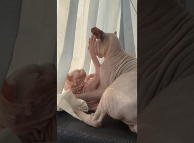 ツンデレ猫アレクサンドラ【スフィンクス】