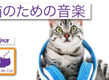 シャム猫のためのリラクゼーション音楽