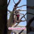 ついに木登りを極めた元野良猫がこちらです【保護猫ジルベール】 #cat #ネコ #保護猫