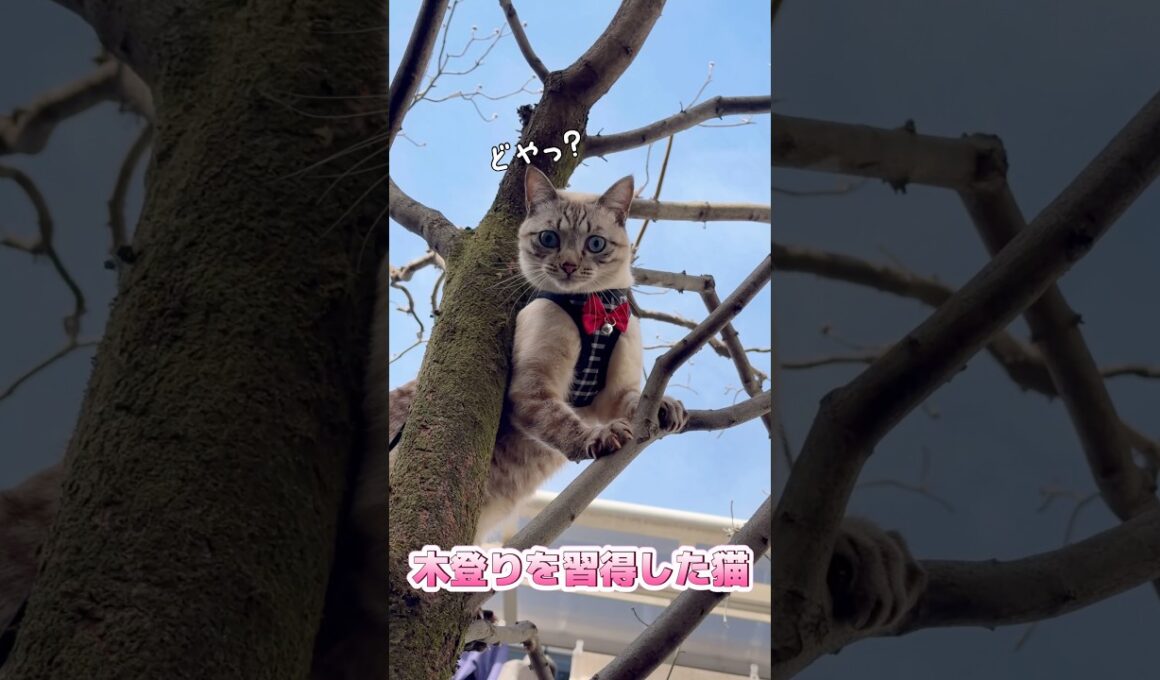ついに木登りを極めた元野良猫がこちらです【保護猫ジルベール】 #cat #ネコ #保護猫