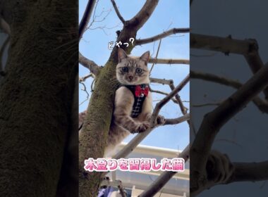 ついに木登りを極めた元野良猫がこちらです【保護猫ジルベール】 #cat #ネコ #保護猫