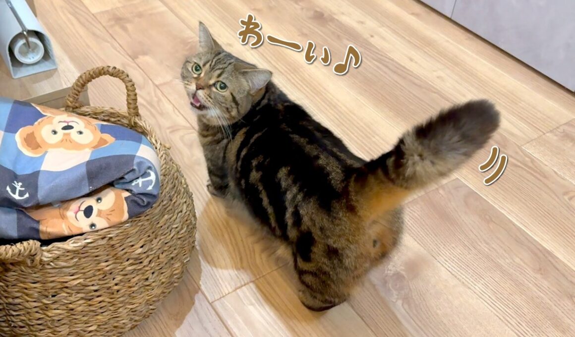 大好きなパパの帰りを待ち侘びていた猫の反応が可愛すぎる！