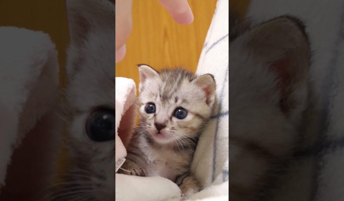 甘えん坊の子猫さん、ナデナデされて嬉しそう【赤ちゃん猫　保護猫】 #gatto #子ネコ #cat #meow #kitten #好きな子猫 #cute #kitty #保護猫 #猫 #animals