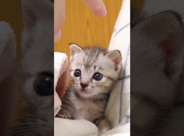 甘えん坊の子猫さん、ナデナデされて嬉しそう【赤ちゃん猫　保護猫】 #gatto #子ネコ #cat #meow #kitten #好きな子猫 #cute #kitty #保護猫 #猫 #animals