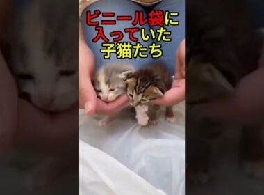 袋に入れられていた子猫【感動物語】 #shorts