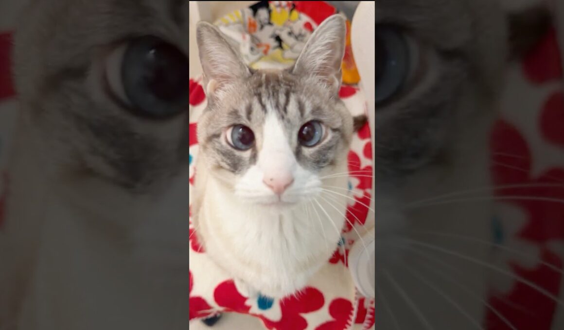 【保護猫】なんかすごい見てくる子。#猫動画 #シャム猫 #猫 #猫のいる暮らし #より目ふみ #cat