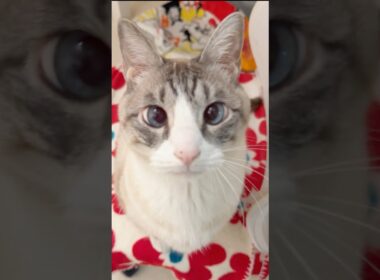 【保護猫】なんかすごい見てくる子。#猫動画 #シャム猫 #猫 #猫のいる暮らし #より目ふみ #cat