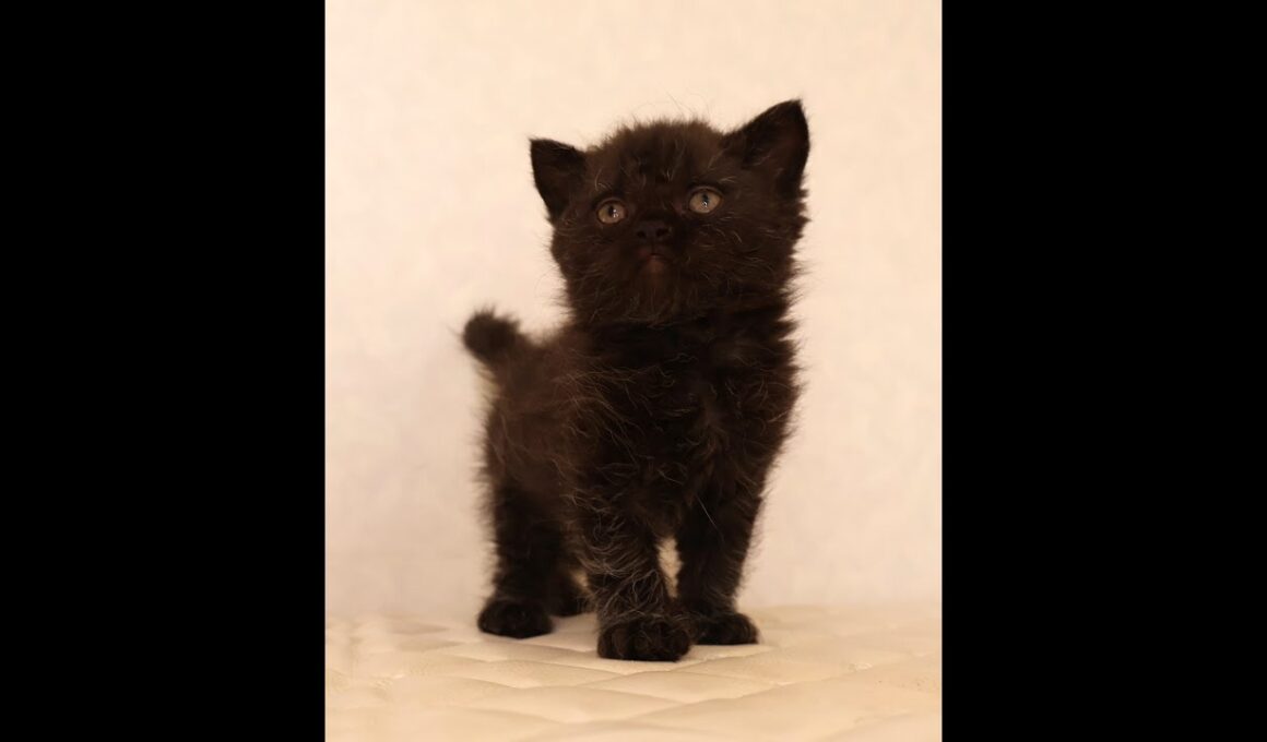 セルカークレックス子猫　Selkirk Rex　2025.12.4産まれ　　ブラック　黒猫　巻き毛　男の子　シーダキャット猫のお店