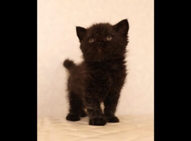 セルカークレックス子猫　Selkirk Rex　2025.12.4産まれ　　ブラック　黒猫　巻き毛　男の子　シーダキャット猫のお店