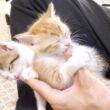 君達なんでこうなっちゃうの？左手に指吸い子猫が渋滞してますｗ【赤ちゃん猫　保護猫】