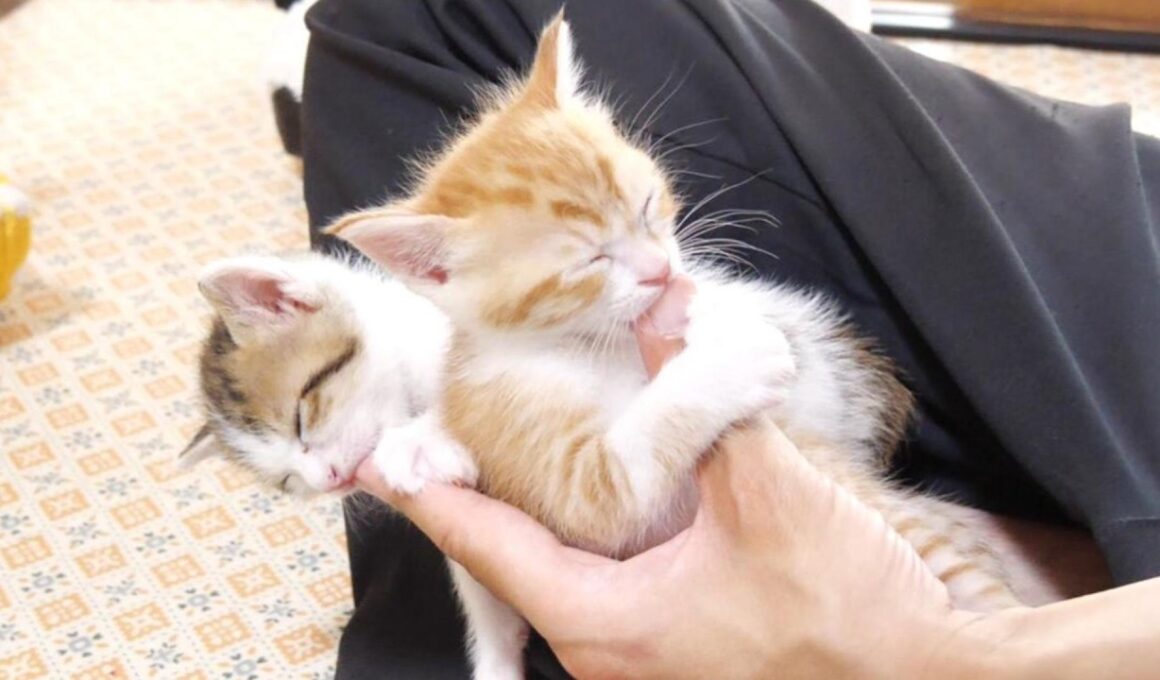 君達なんでこうなっちゃうの？左手に指吸い子猫が渋滞してますｗ【赤ちゃん猫　保護猫】