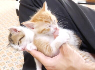 君達なんでこうなっちゃうの？左手に指吸い子猫が渋滞してますｗ【赤ちゃん猫　保護猫】