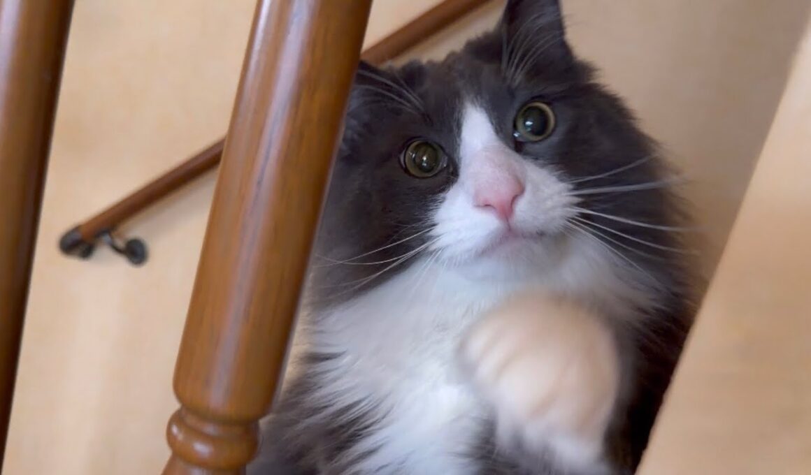 【かくれんぼ⁇】隠れるのが好きな末っ子ターキッシュアンゴラ♡