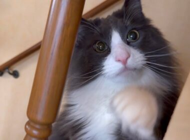 【かくれんぼ⁇】隠れるのが好きな末っ子ターキッシュアンゴラ♡