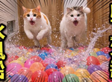 廊下の水風船を破壊しながら突撃する猫たち