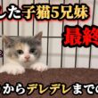 現実逃避し固まっていた子猫がデレデレになるまでの60日間【ずっとのお家】