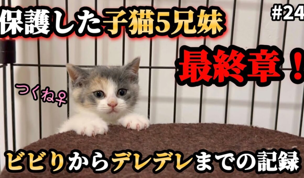 現実逃避し固まっていた子猫がデレデレになるまでの60日間【ずっとのお家】