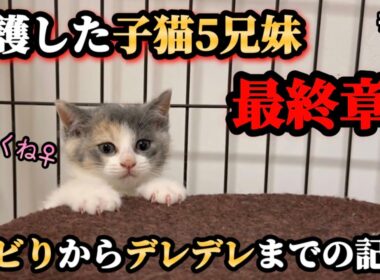 現実逃避し固まっていた子猫がデレデレになるまでの60日間【ずっとのお家】