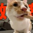 【緊急】子猫が骨を強奪して過去一のブチギレモードに…。