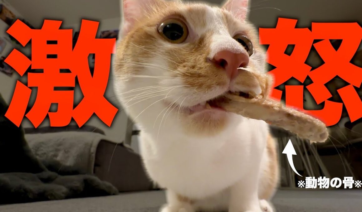 【緊急】子猫が骨を強奪して過去一のブチギレモードに…。