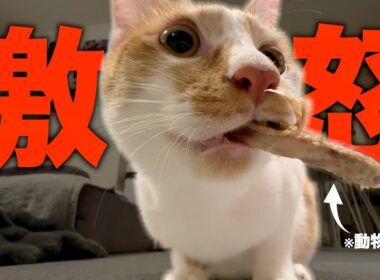 【緊急】子猫が骨を強奪して過去一のブチギレモードに…。