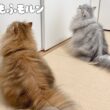 猫たちはなぜ閉じ込められたのでしょう 【サイベリアン】