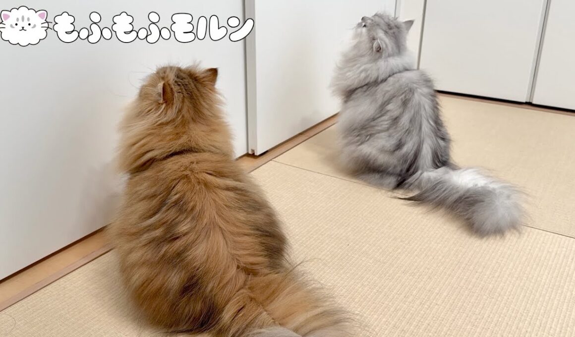 猫たちはなぜ閉じ込められたのでしょう 【サイベリアン】