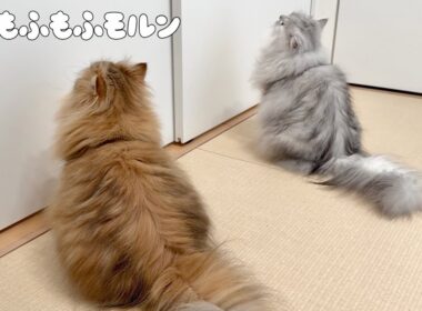 猫たちはなぜ閉じ込められたのでしょう 【サイベリアン】