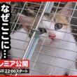 【子猫 保護】真冬の古びた墓地…突然捨てられた子猫を保護しました